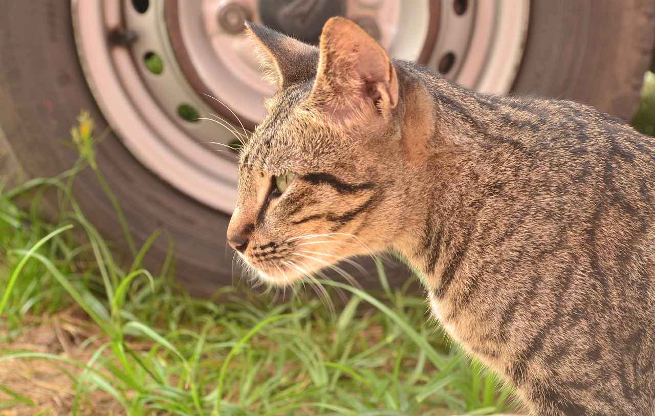 La leucémie du chat