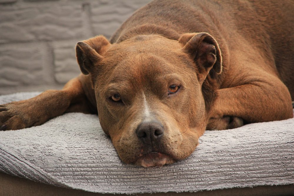 Le pitbull un bon chien de garde?