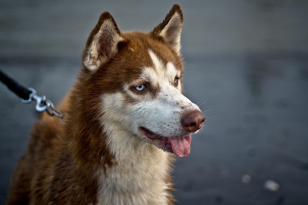 quelles sont les couleurs du husky