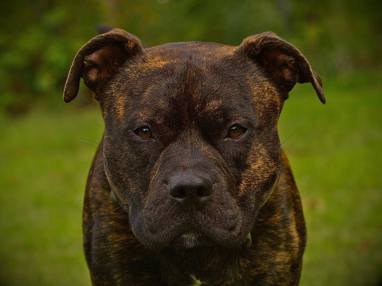 Le pitbull un chien de garde?