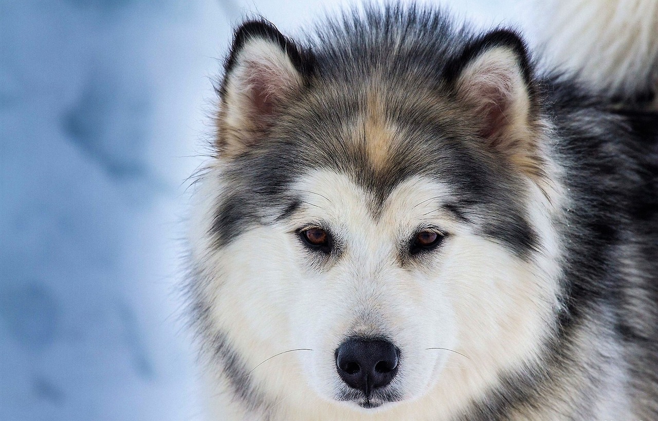 Comment prendre soin de votre husky