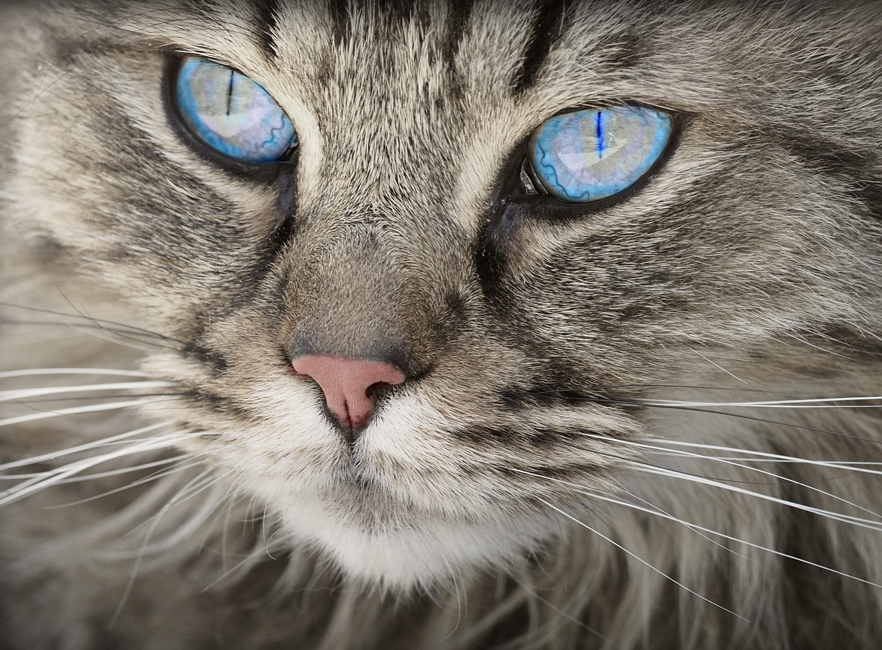 le chat peut il manger des aubergines