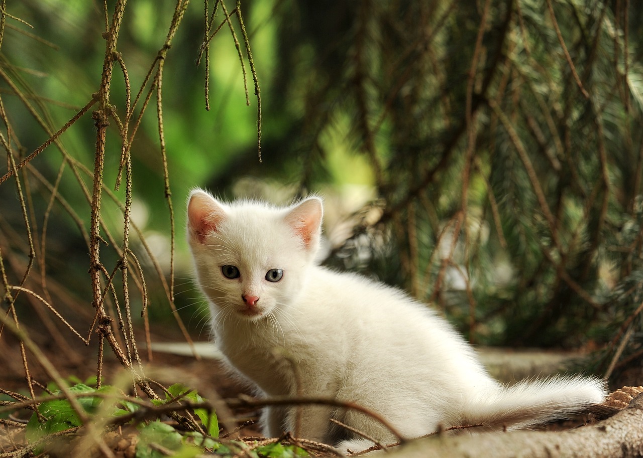 est ce que un chat peut manger des lentilles