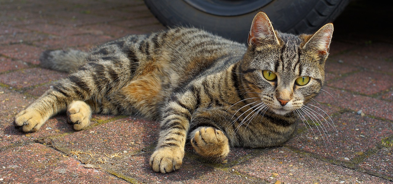 le chat peut il manger du poivron