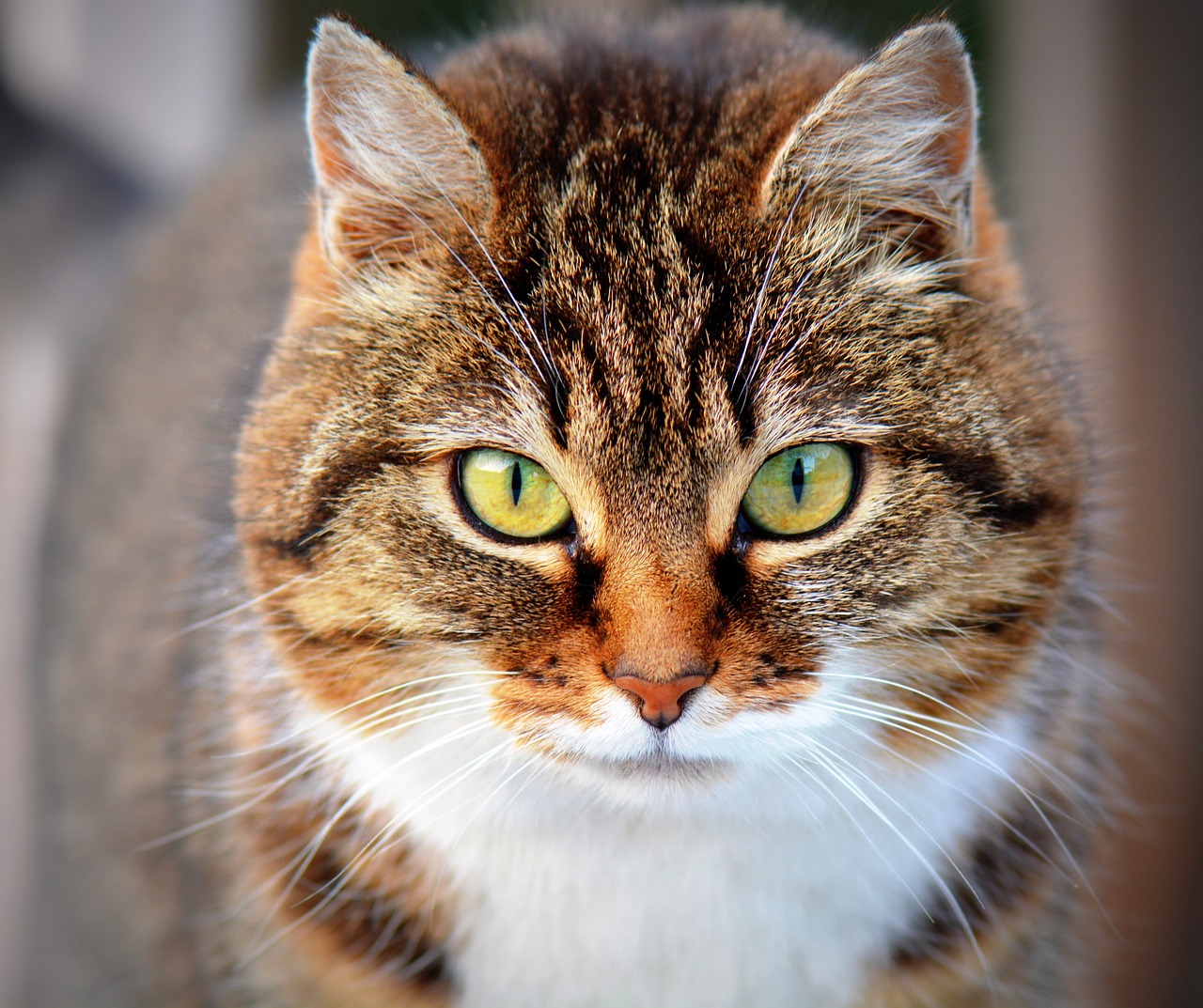 Le chat peut il manger du yaourt