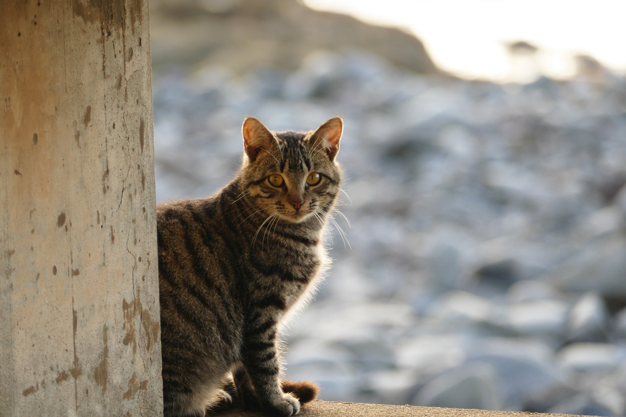 le chat apres la castration