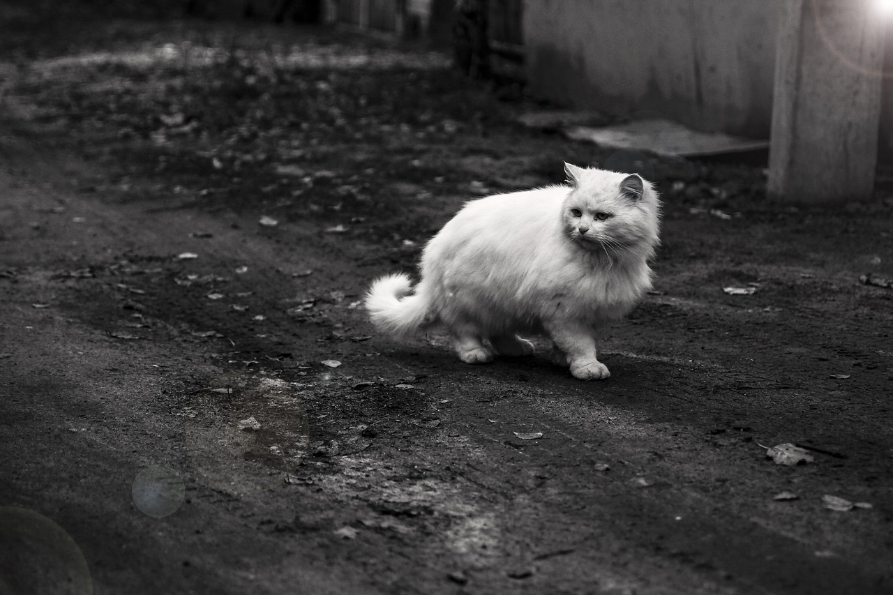 Castration du chat comment est il après