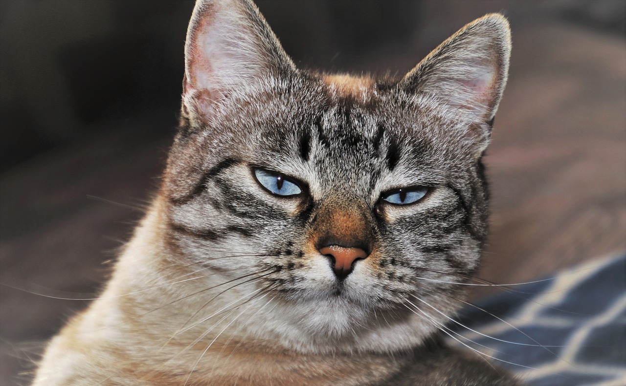 Le chat peut il manger des lentilles