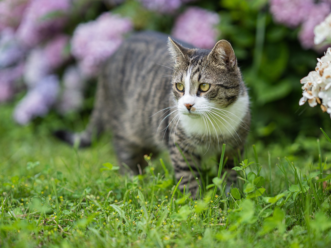 le chat peut il manger de l'aubergine