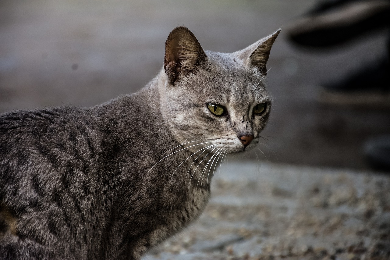 Empêchez le chat de griffer le canapé