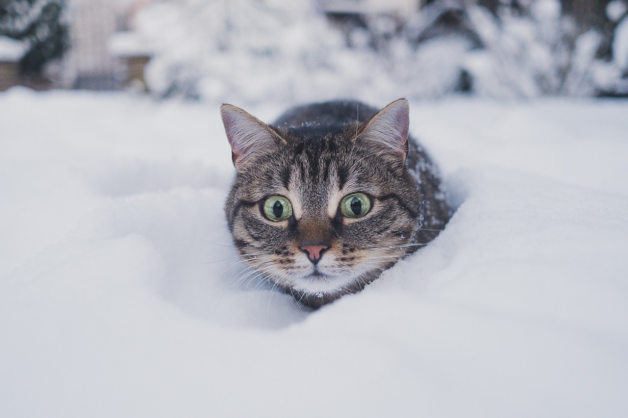 Un chat peut il manger du yogourt