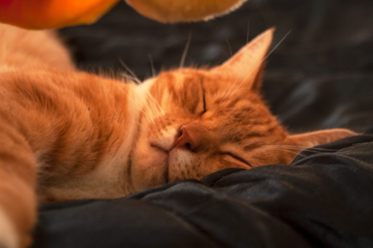 Le chat de couleur orange
