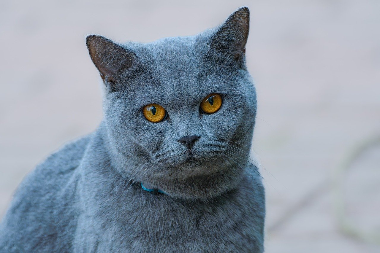 est ce que le chat peut manger du poisson frit