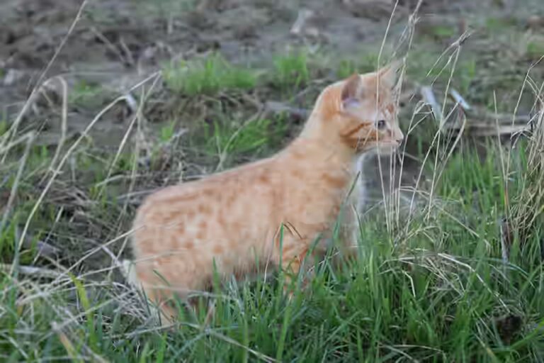 Comment soigner une plaie chez un chat?