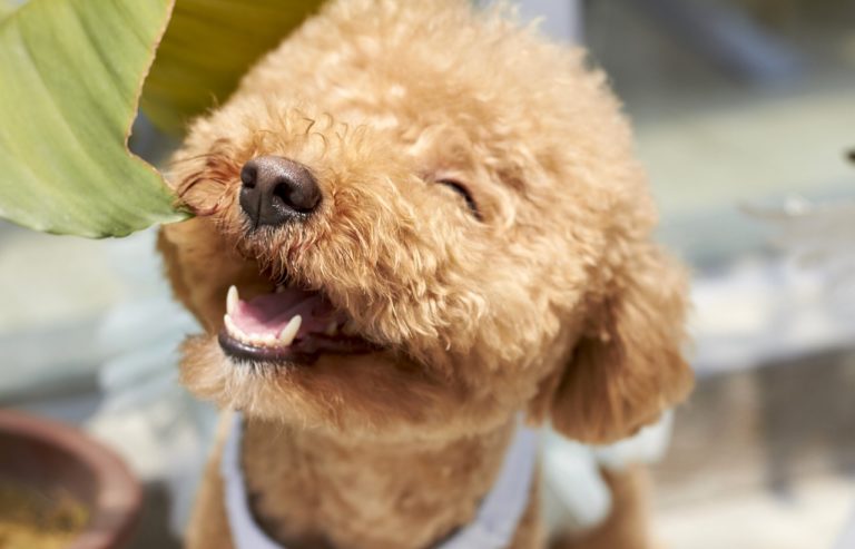 durée de vie d'un caniche