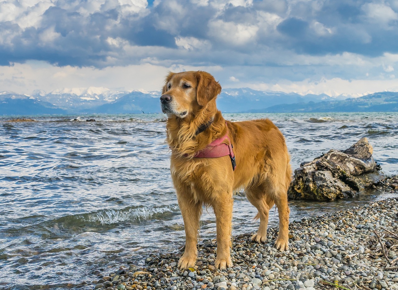 histoire du golden retriever