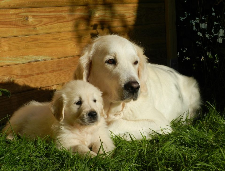 Tout sur le poil du golden retriever