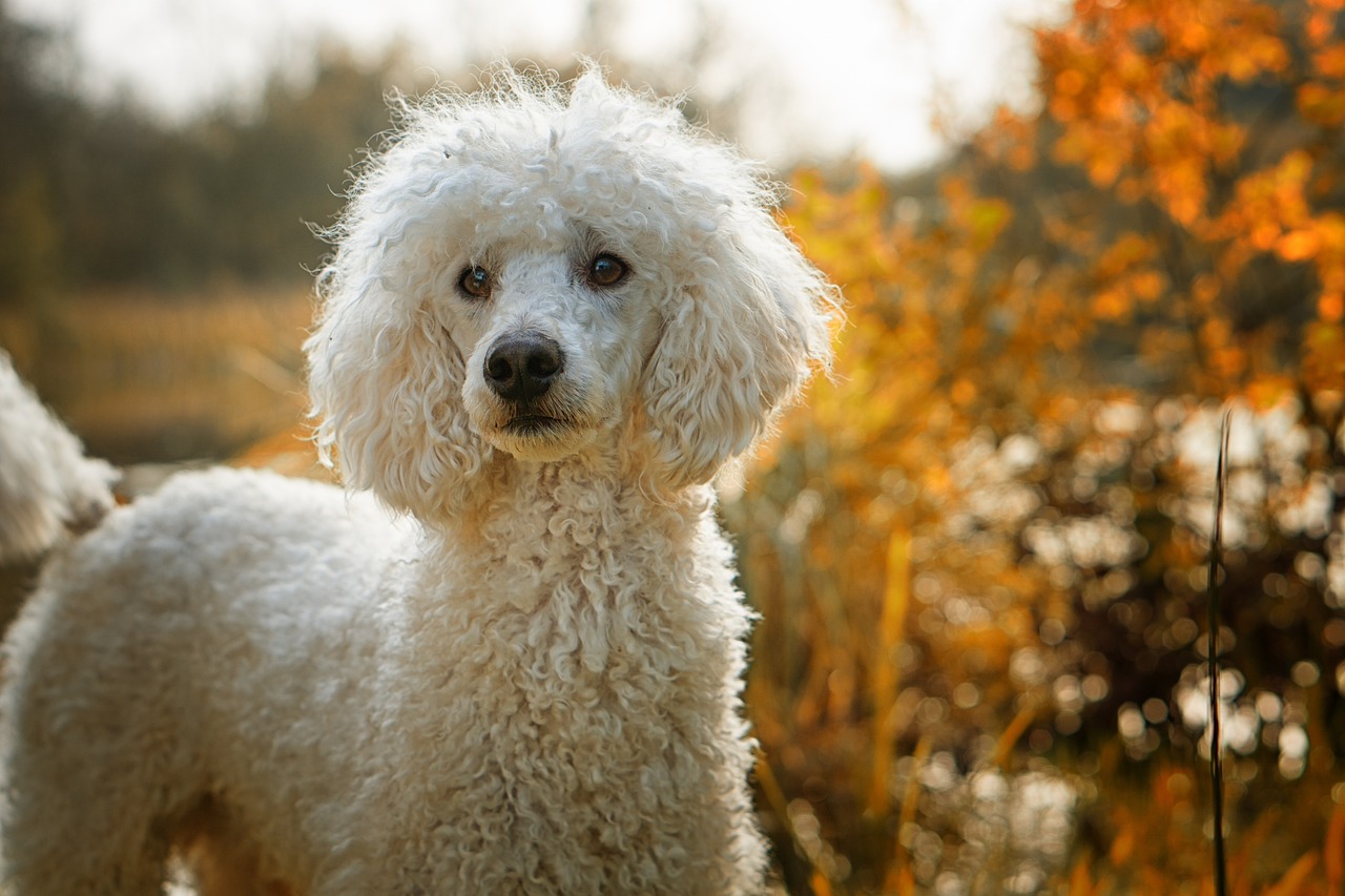 comment eduquer un caniche