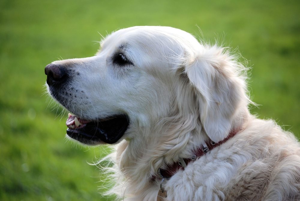 Le golden retriever audacieux ou soumis?