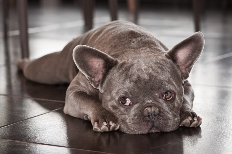 les differentes races de bouledogue