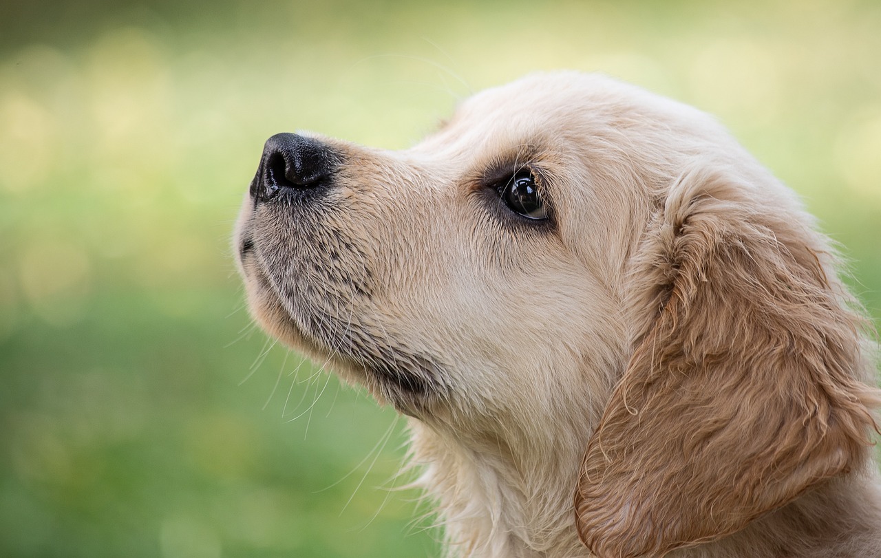 10 faits surprenants sur le golden retriever