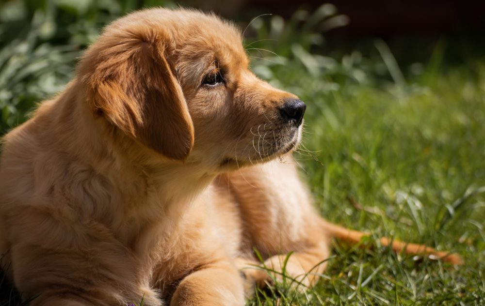 La meilleure nourriture pour le Golden retriever