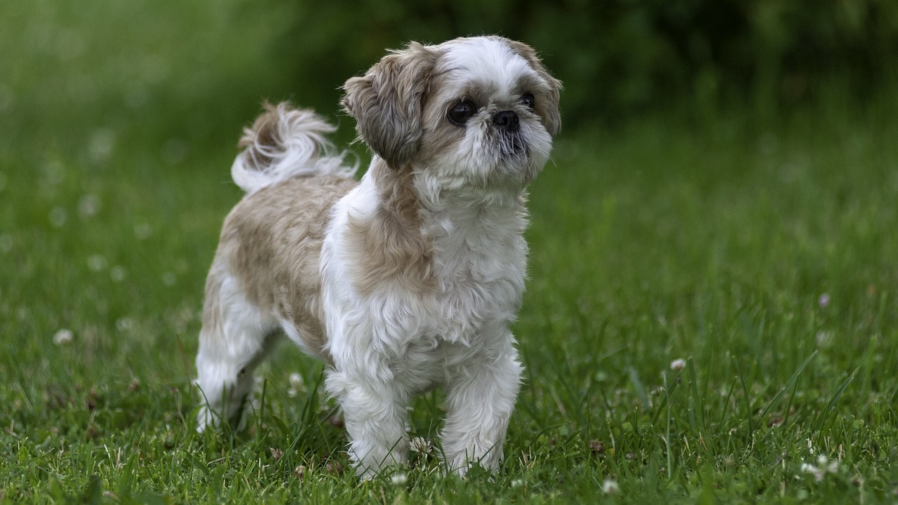 donner un bain au shih tzu