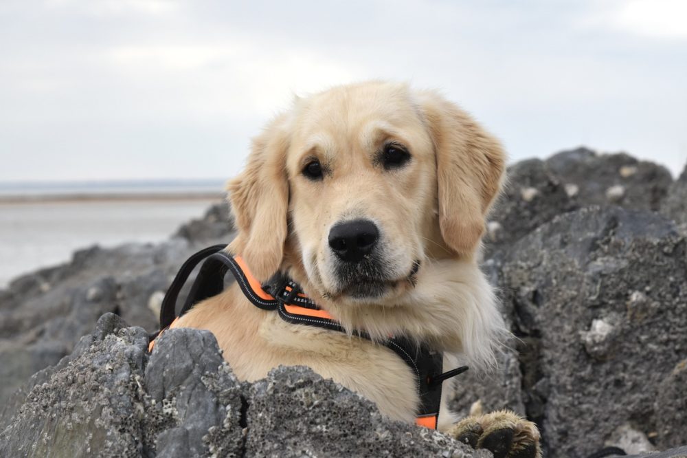 10 faits fascinants sur le Golden Retriever