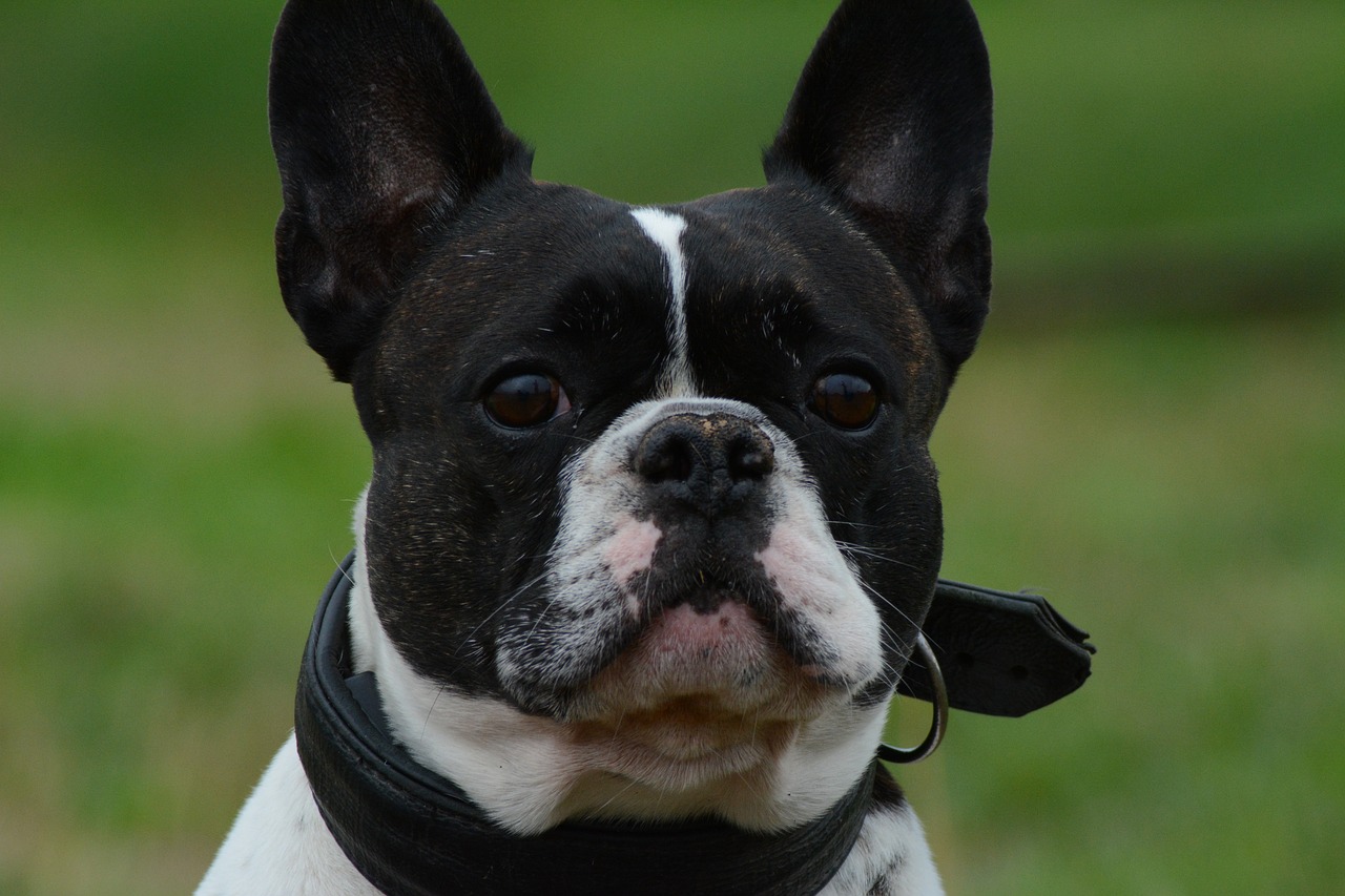 les races de bouledogue