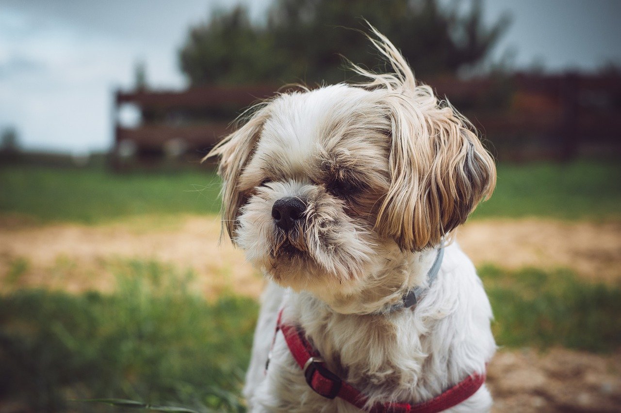 comment toiletter son shih tzu