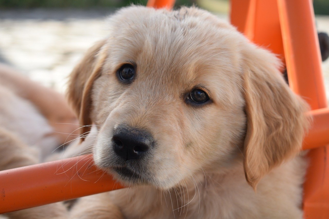 Comment dresser un golden retriever