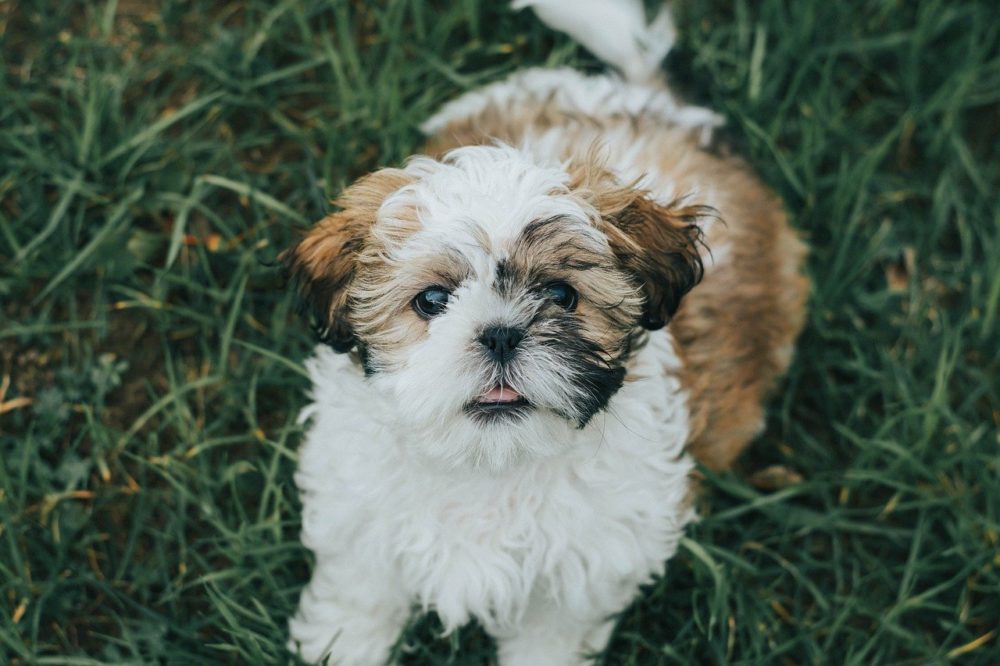 10 façons de toiletter un shih tzu