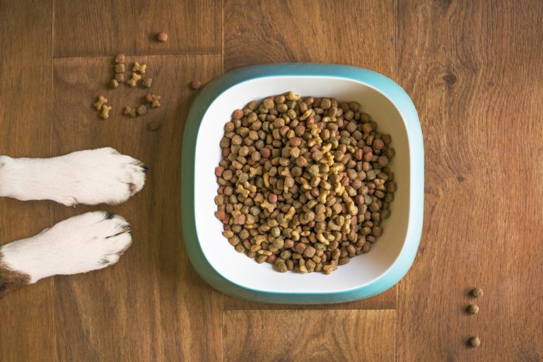 Comment nourrir un chien de façon optimale