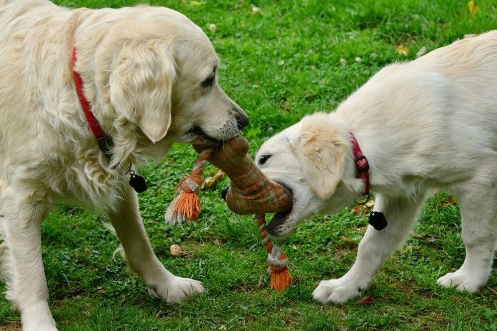 Le golden retriever en appartement