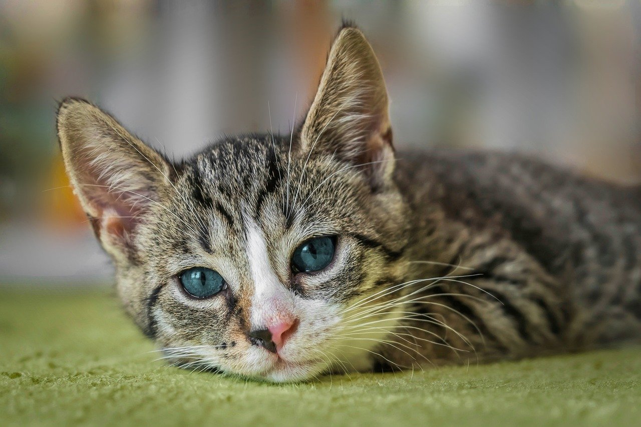 le chat peut il manger des cerises