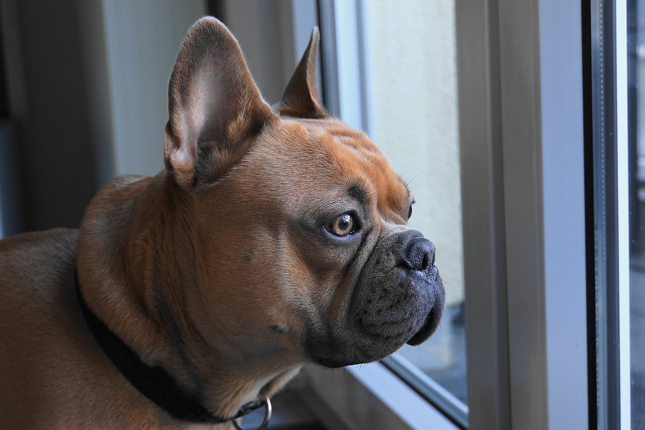 combien de temps vit un bouledogue français