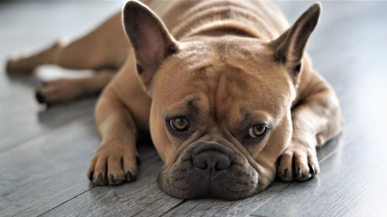 le bouledogue français un chien docile