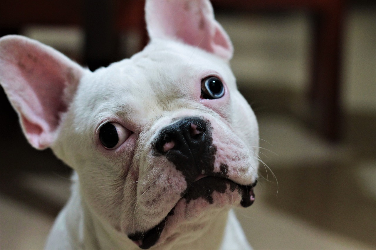 le bouledogue français est il affectueux