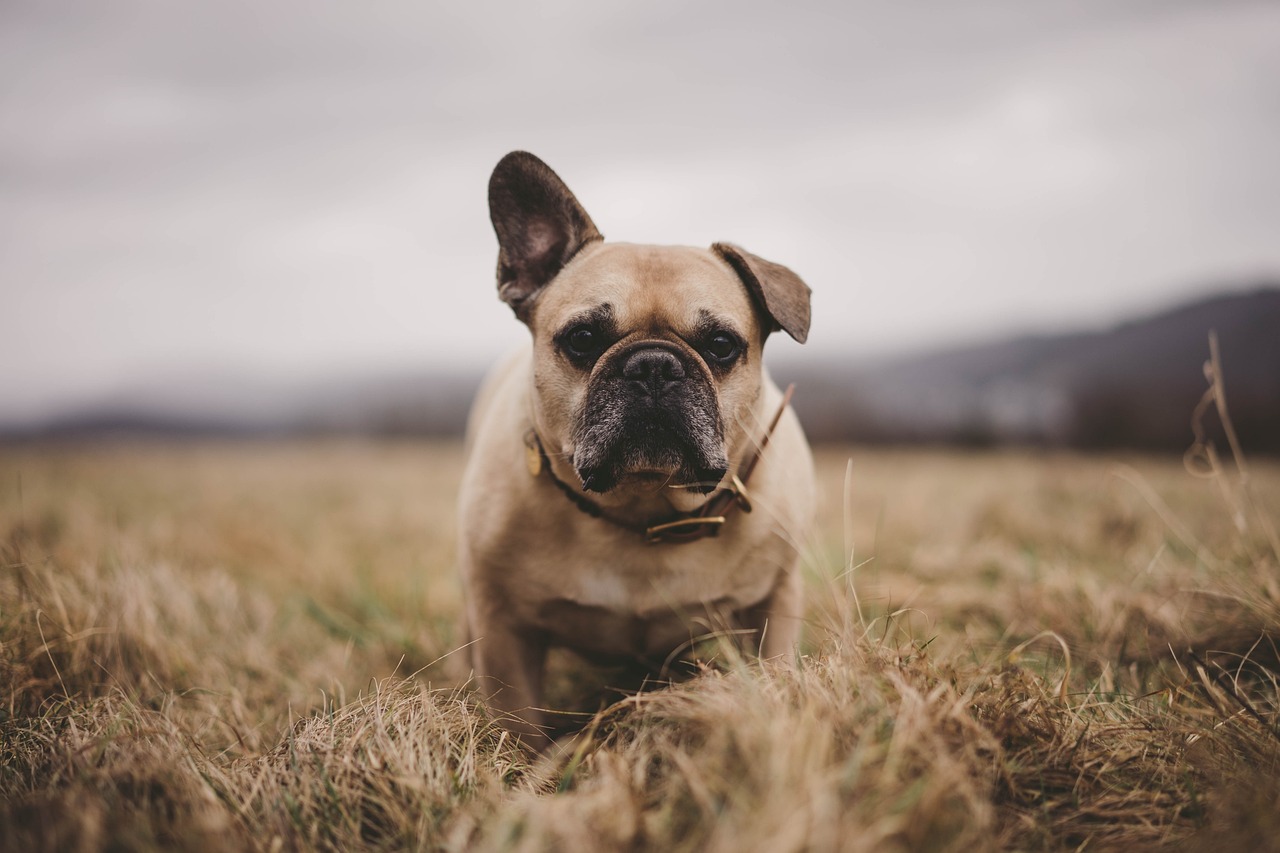 espérance de vie d'un bouledogue français