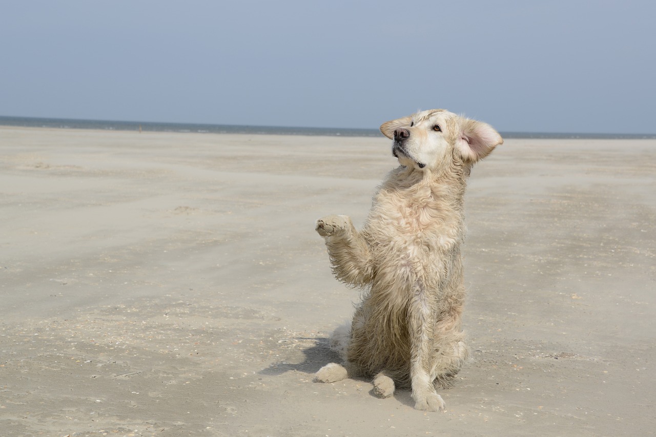 golden retriever sa personnalité 