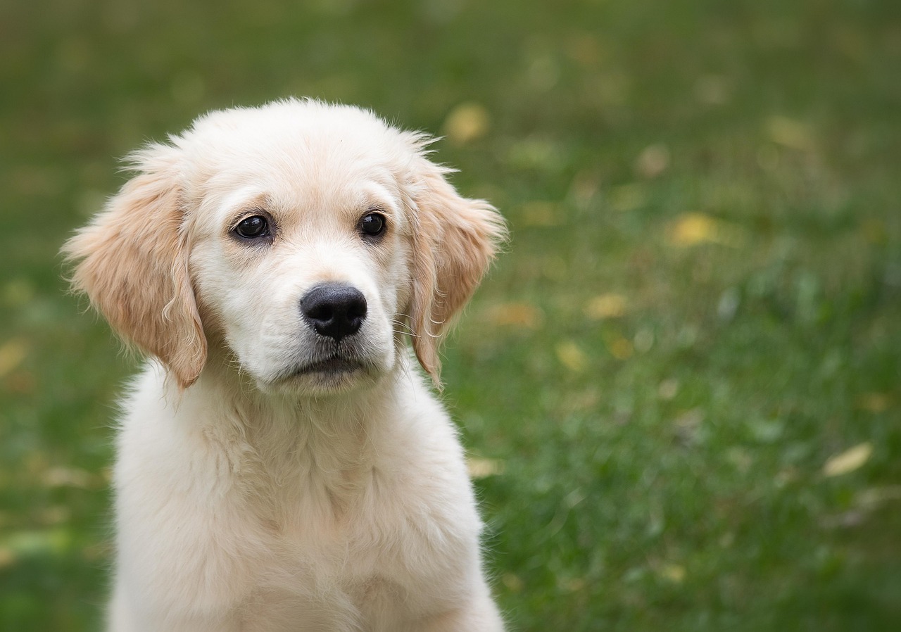 dresser un chiot golden retriever