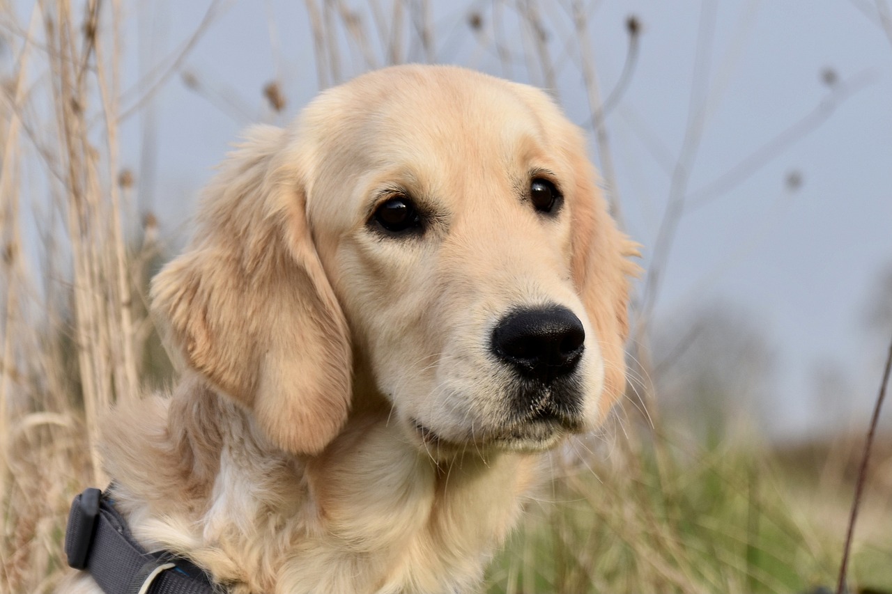 le caractère du golden retriever