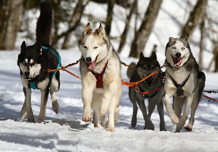De quelles couleurs sont les huskies de Sibérie ?
