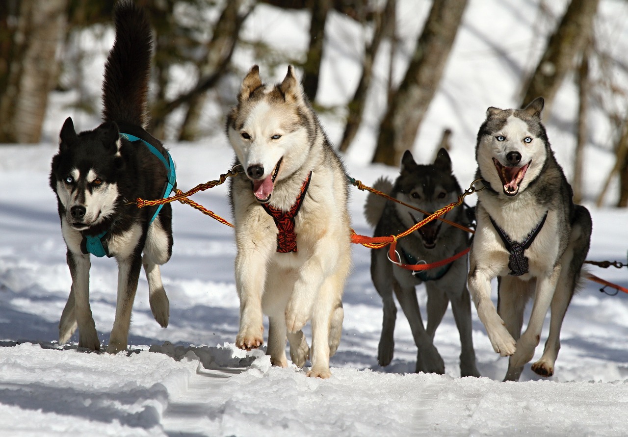 differentes couleurs des husky