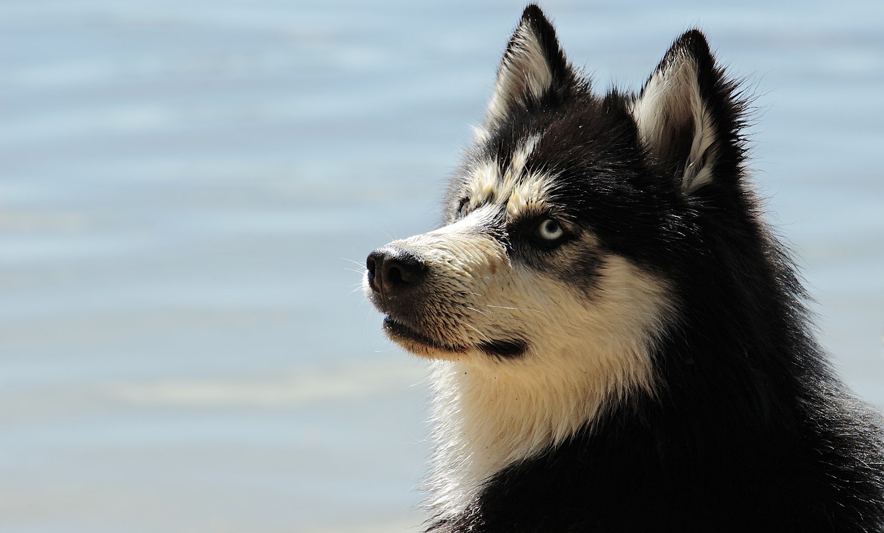 prendre soin du pelage du husky