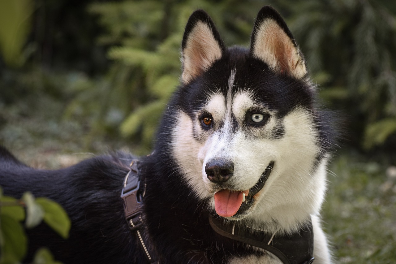 quel age peut atteindre un husky