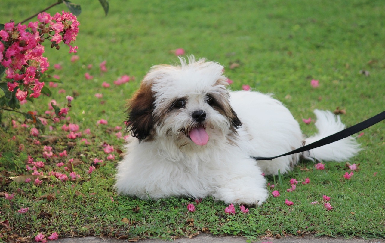 distinguer le shih-tzu du lhassa apso 