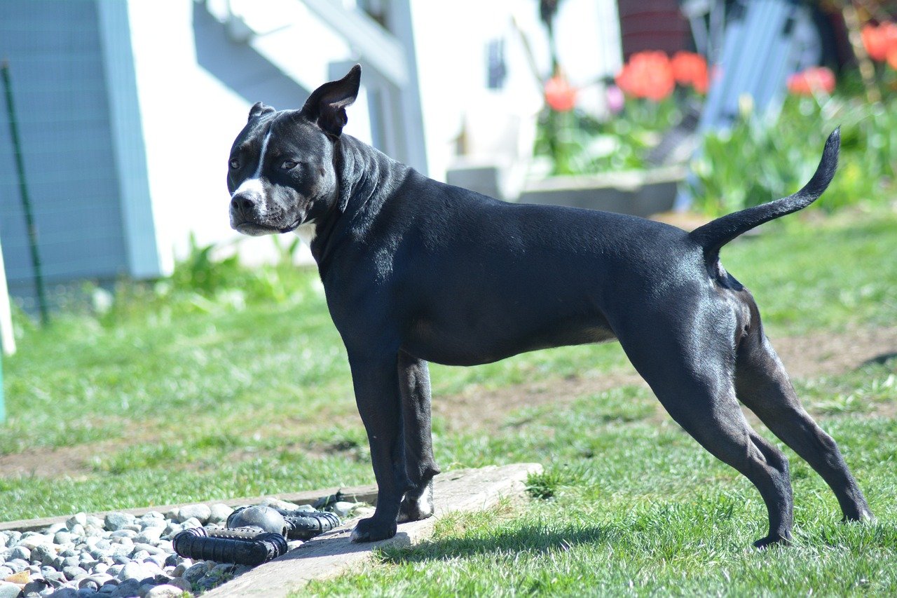 la personnalité du pitbull