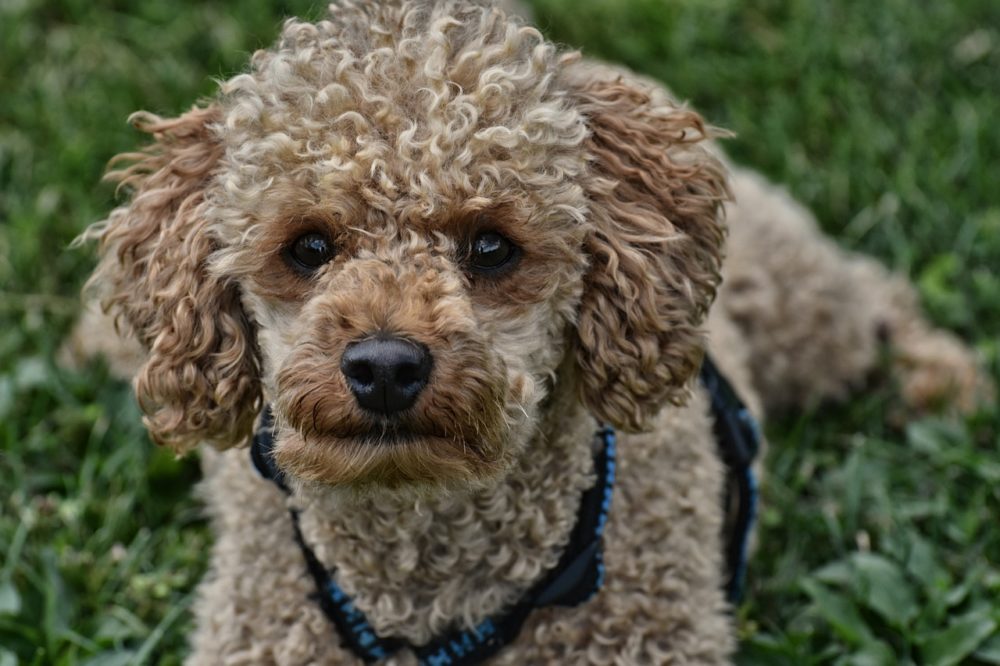 caniche est il intelligent