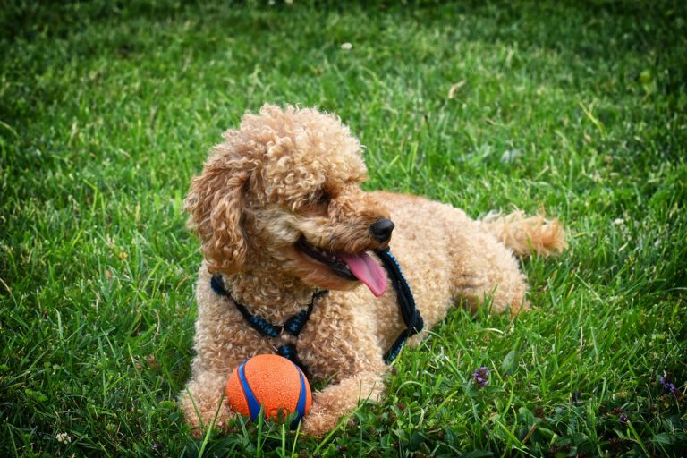 Le caniche est il colerique